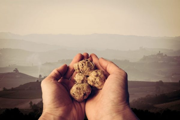 White truffle from Alba in Langhe region